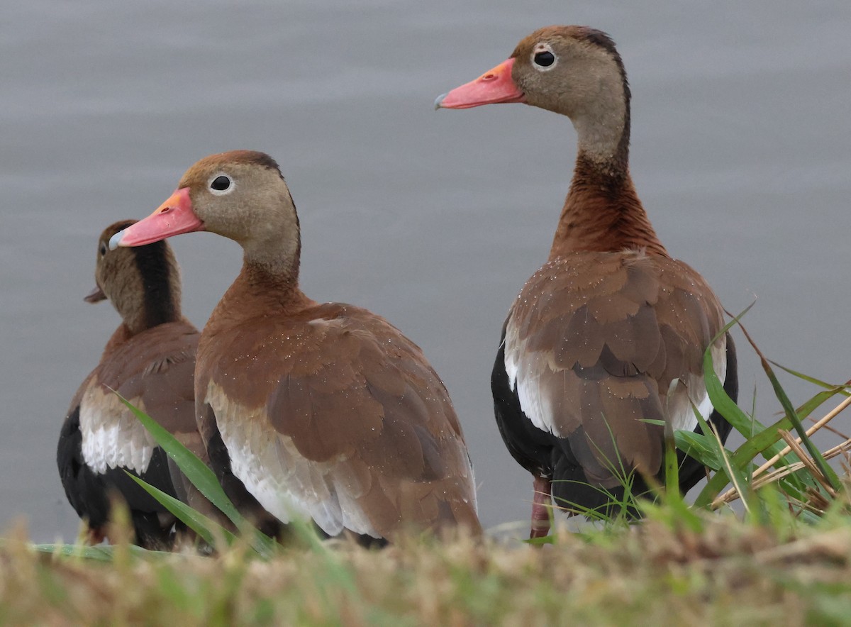 rødnebbplystreand - ML646189929