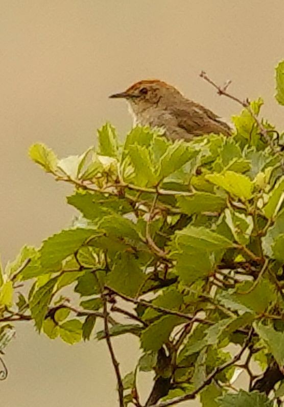 markgressanger - ML646189930