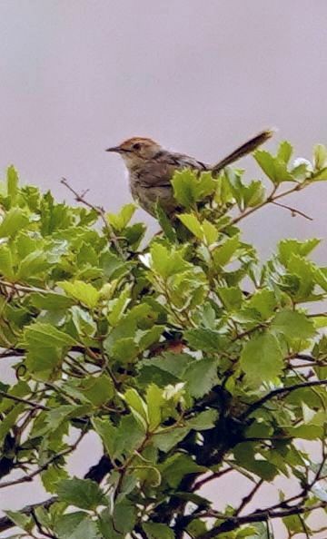 markgressanger - ML646189931