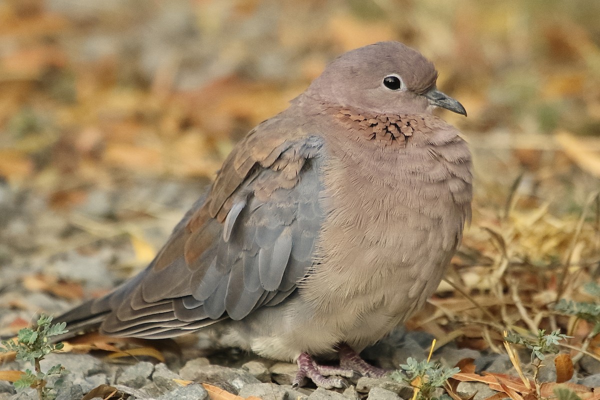 palmedue - ML646189933