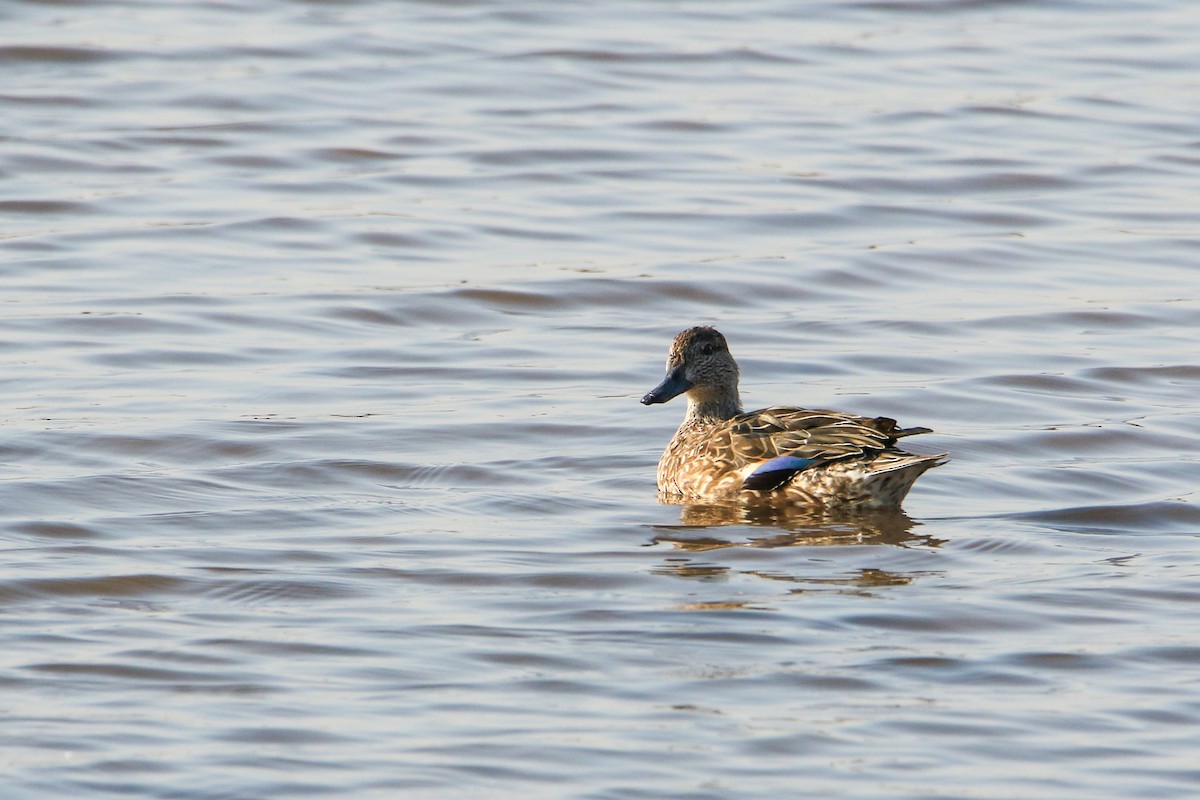 krikkand - ML646189934