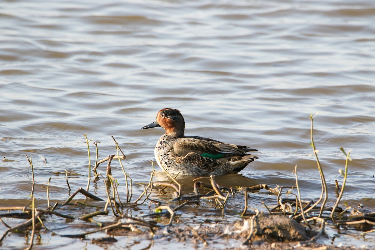 krikkand - ML646189935