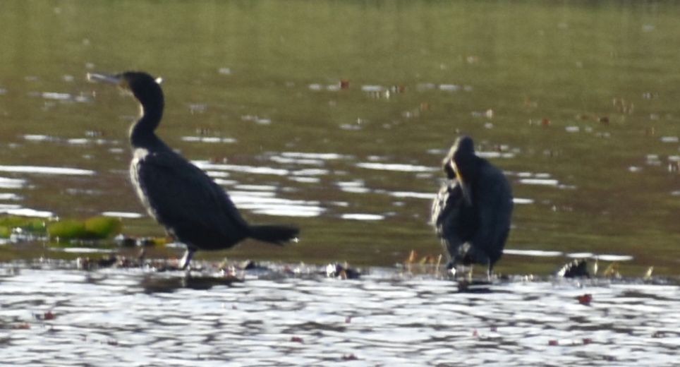 storskarv - ML646189937