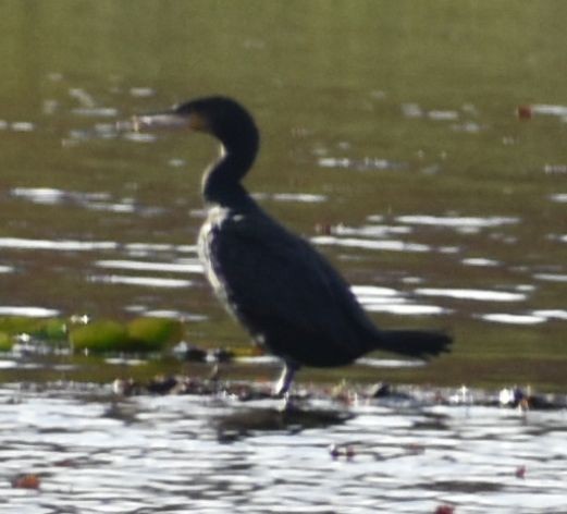 storskarv - ML646189938