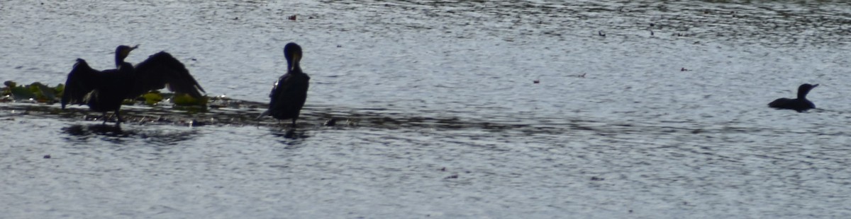 storskarv - ML646189939