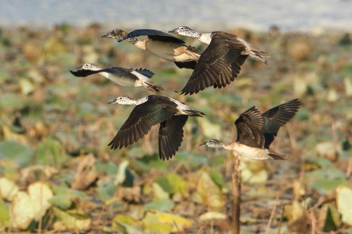 kamand - ML646189940