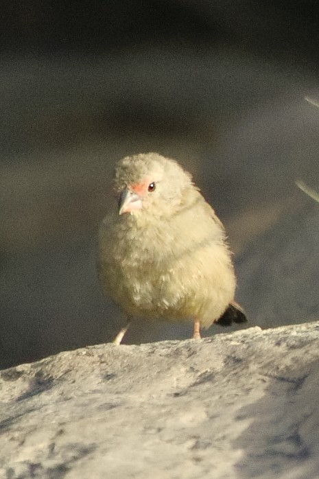 rødnebbamarant - ML646189941