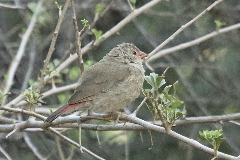 rødnebbamarant - ML646189942