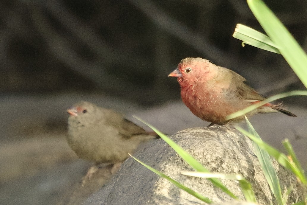 rødnebbamarant - ML646189943