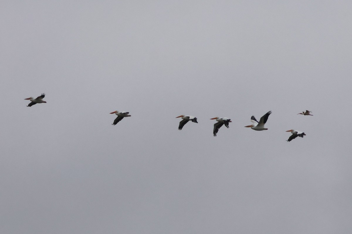 amerikapelikan - ML646189944