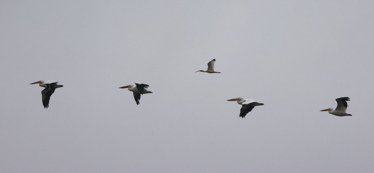 amerikapelikan - ML646189945