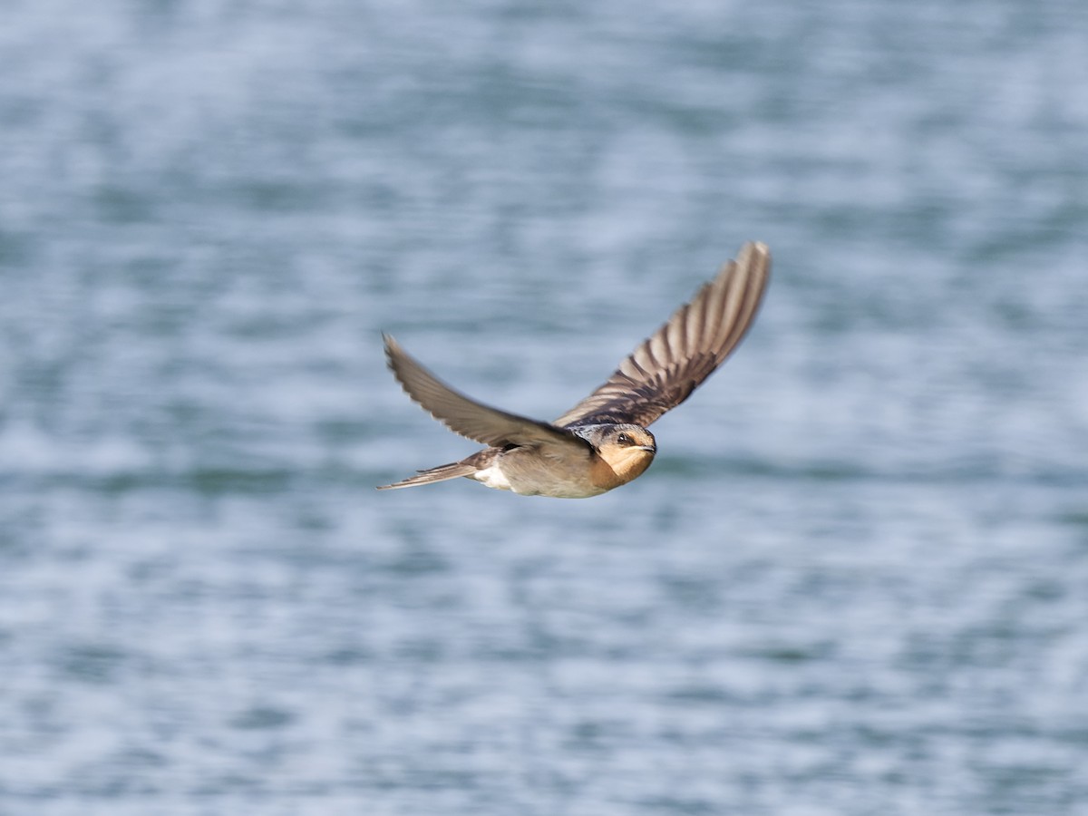 pionérsvale - ML646189946