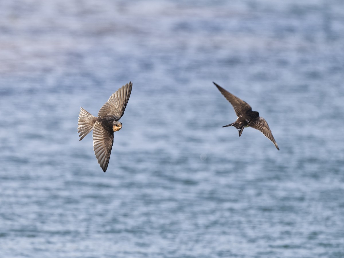 pionérsvale - ML646189947