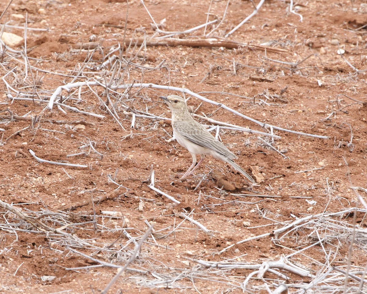 rosenbrystlerke - ML646189948