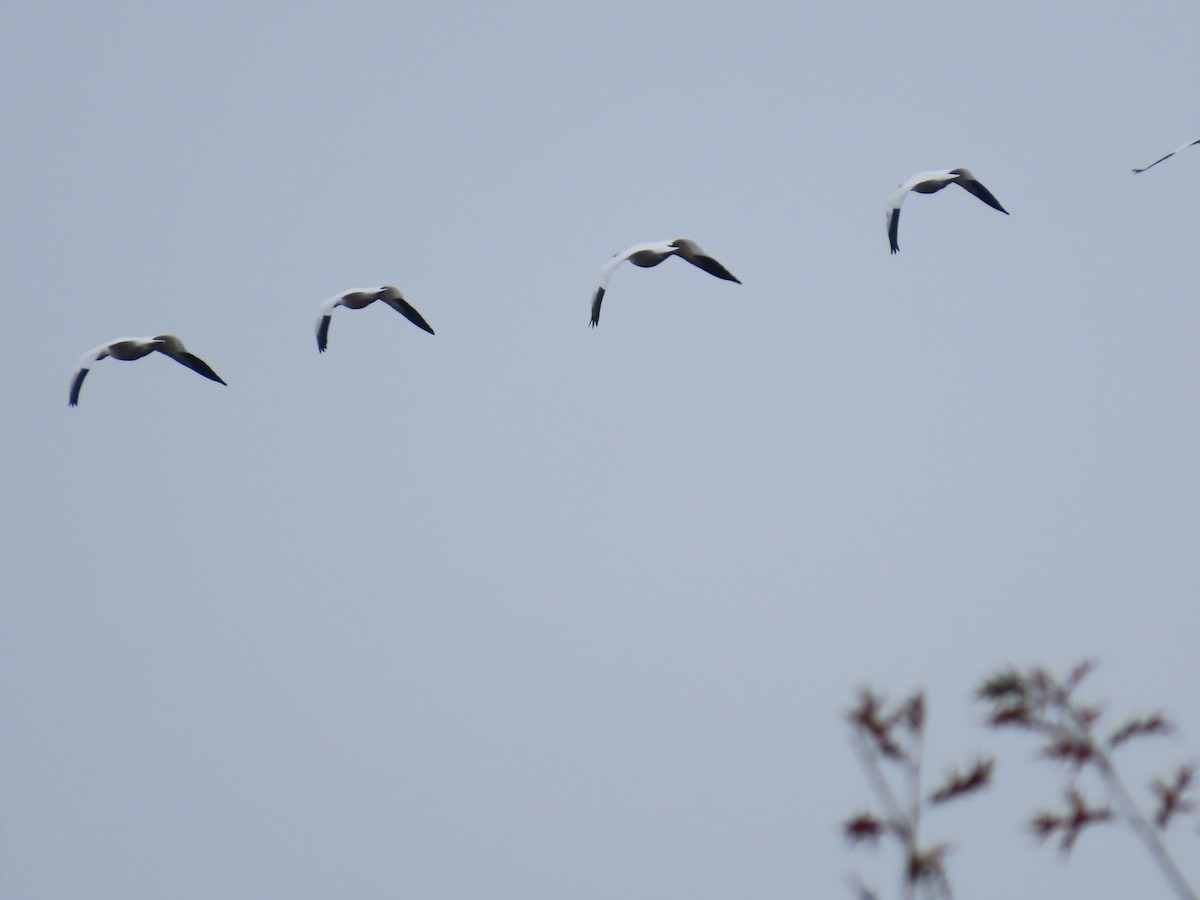 Snow Goose - ML646189950