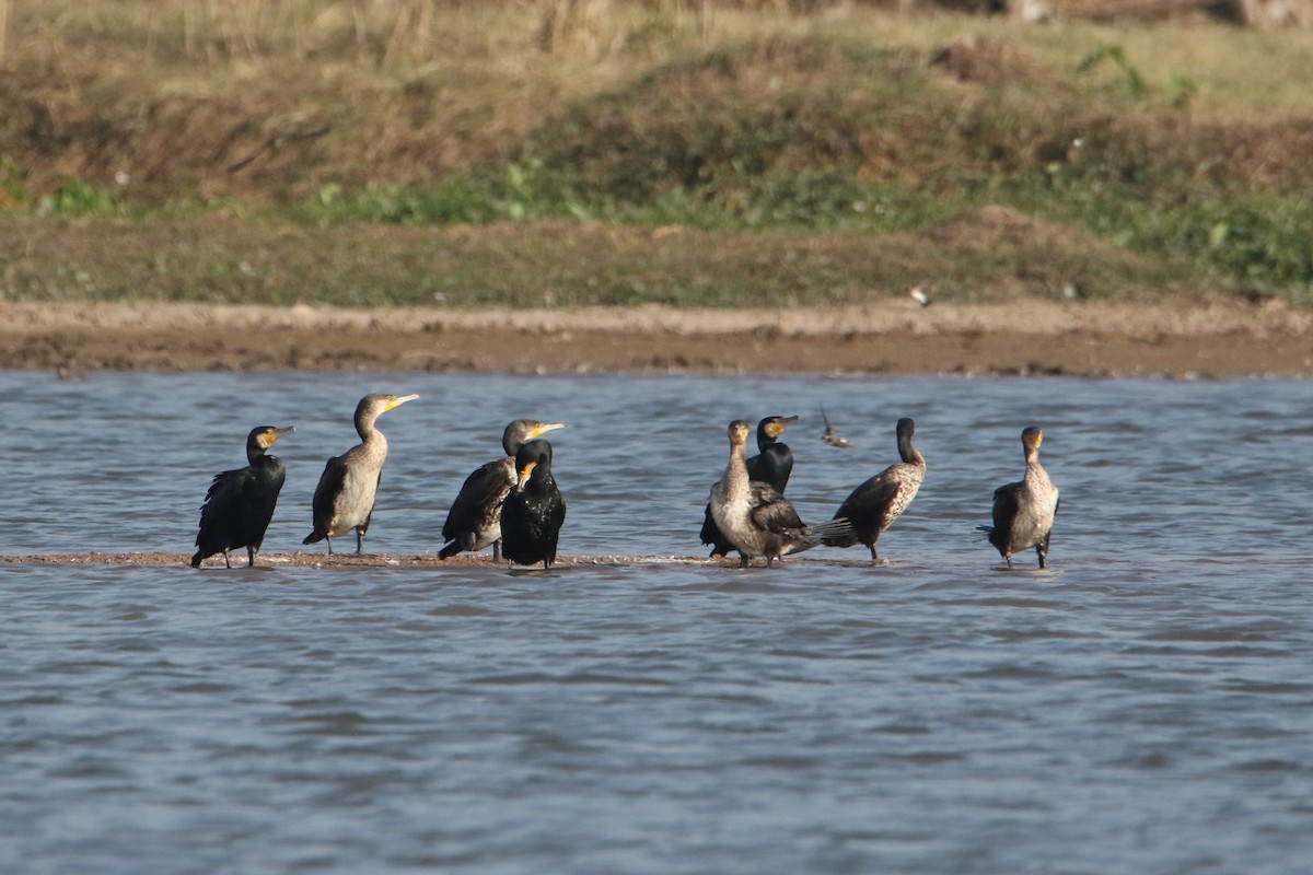Great Cormorant - ML646189951