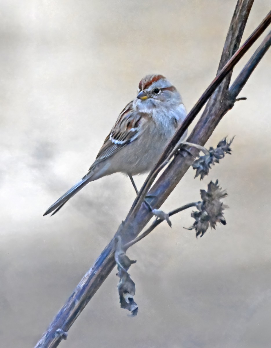 American Tree Sparrow - ML646189953