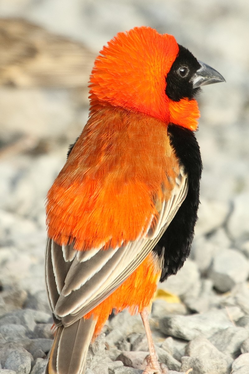 Southern Red Bishop - ML646189954