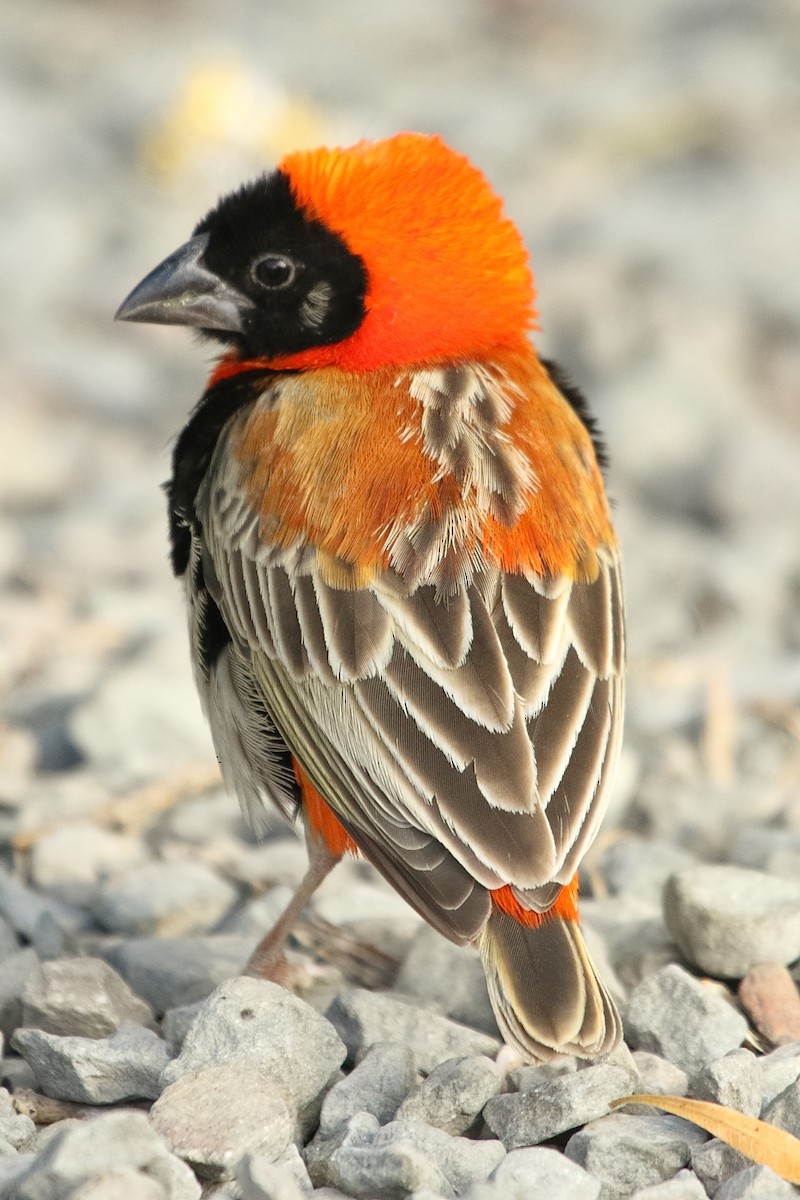 Southern Red Bishop - ML646189955