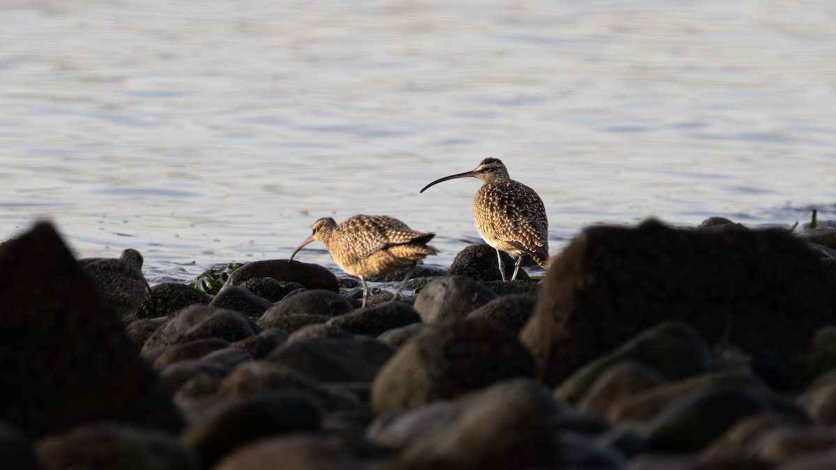Hudsonian Whimbrel - ML646189957