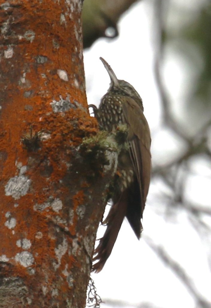 Montane Woodcreeper - ML646189963