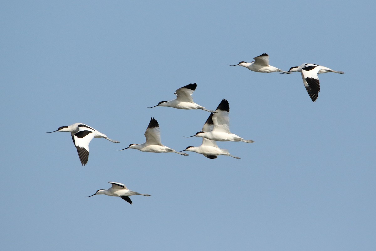 Pied Avocet - ML646189966