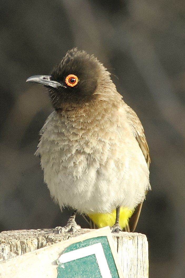 Black-fronted Bulbul - ML646189967