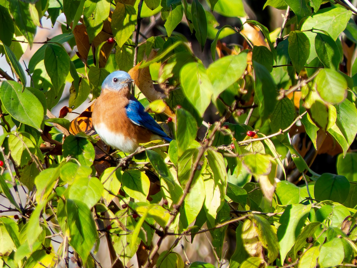 Eastern Bluebird - ML646189968