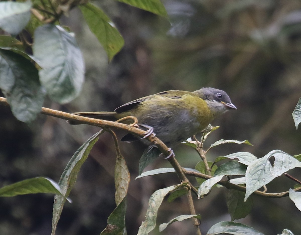 Common Chlorospingus (Northern Andes) - ML646189969