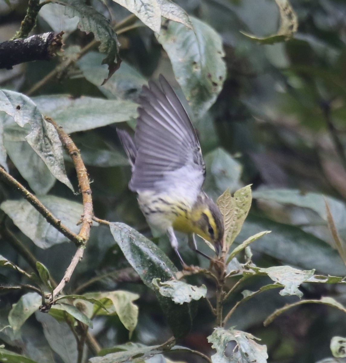 Reinita Gorjinaranja - ML646189973