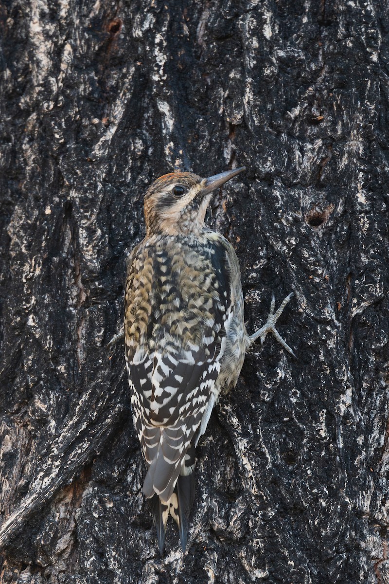 Yellow-bellied Sapsucker - ML646189974