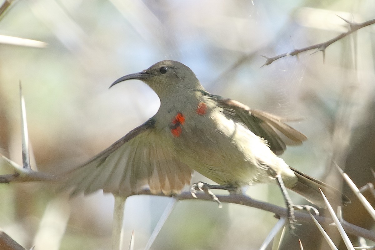 Southern Double-collared Sunbird - ML646189975