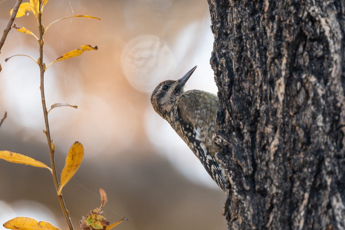 Yellow-bellied Sapsucker - ML646189976