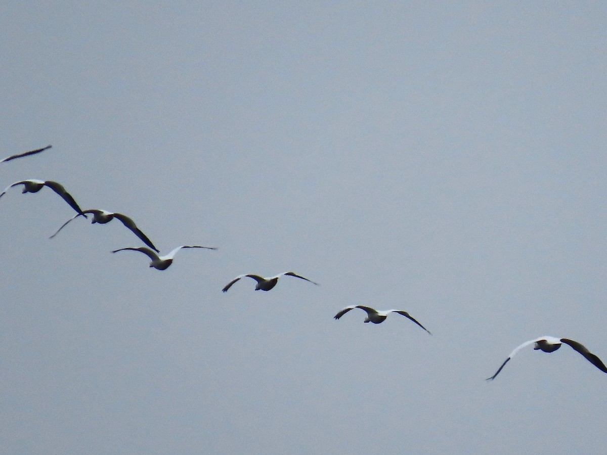 Snow Goose - ML646189977