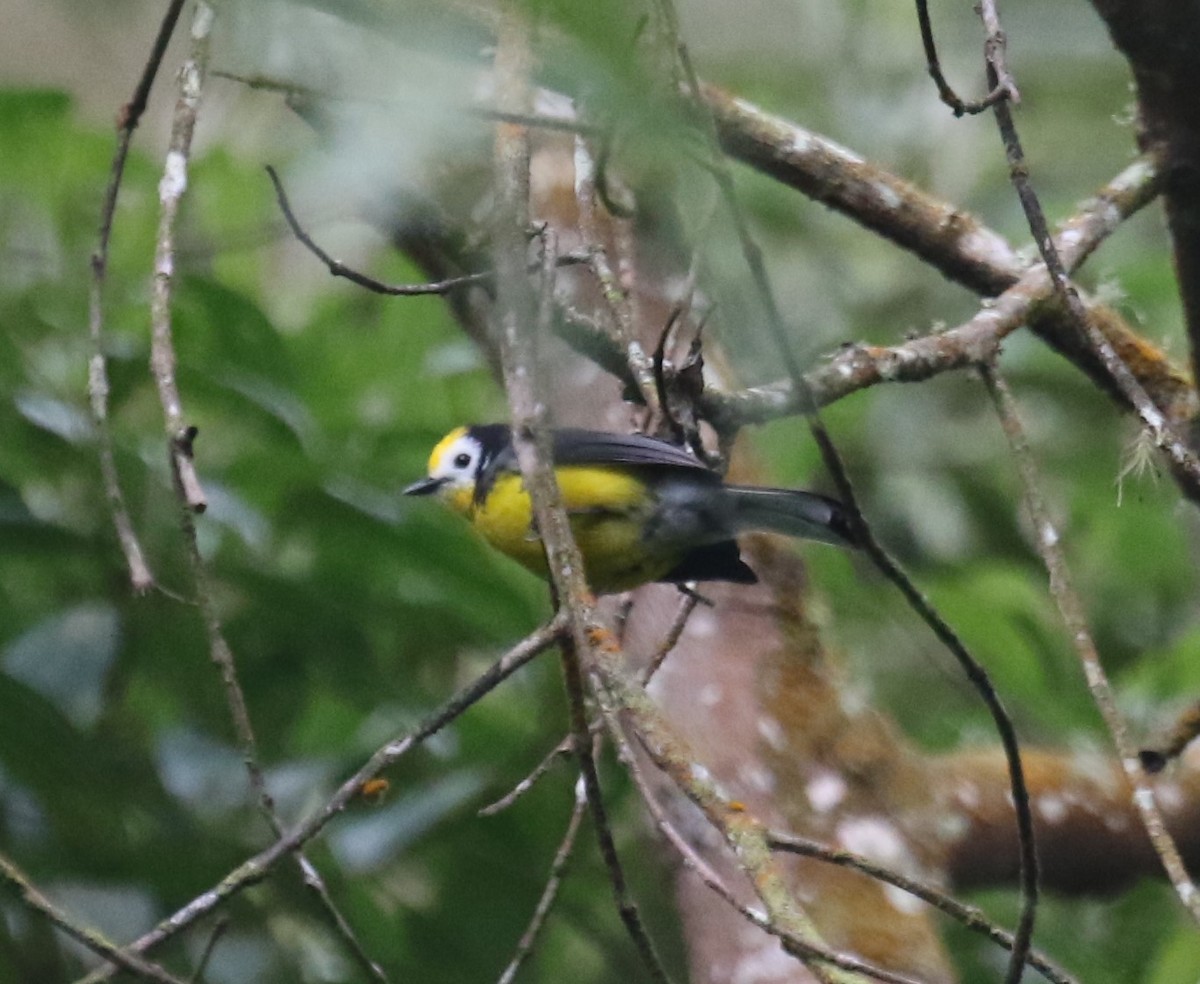 Golden-fronted Redstart (Yellow-fronted) - ML646189978
