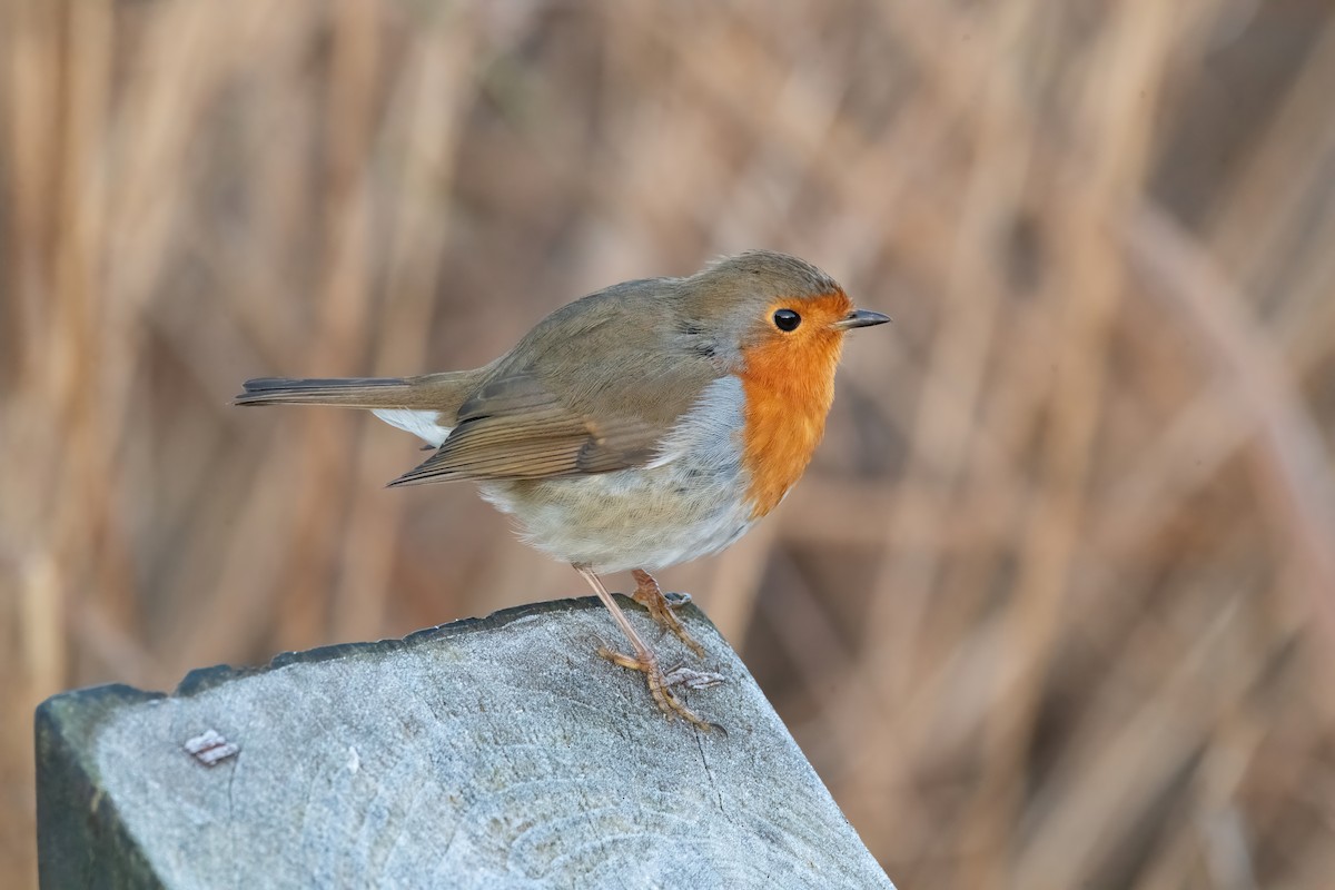 European Robin - ML646189979