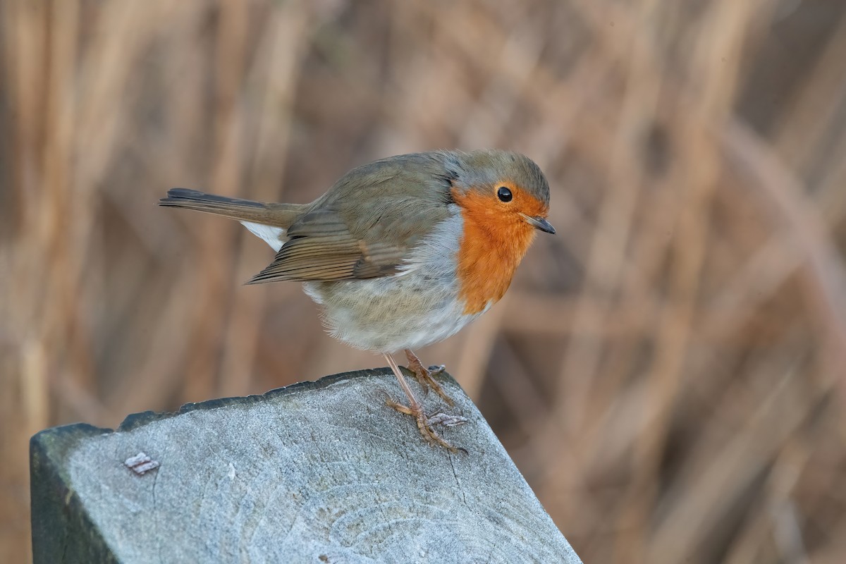 European Robin - ML646189980