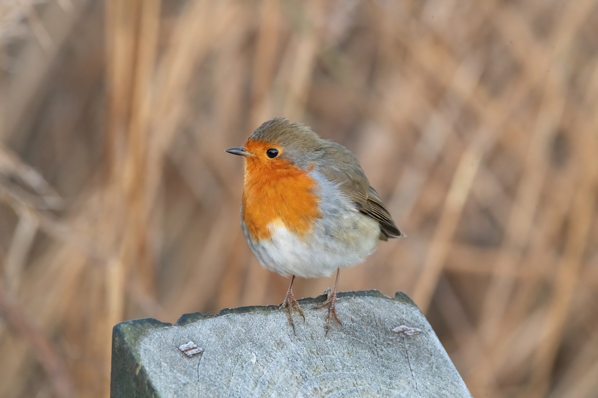 European Robin - ML646189981