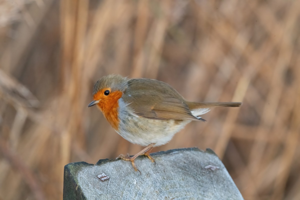 European Robin - ML646189982