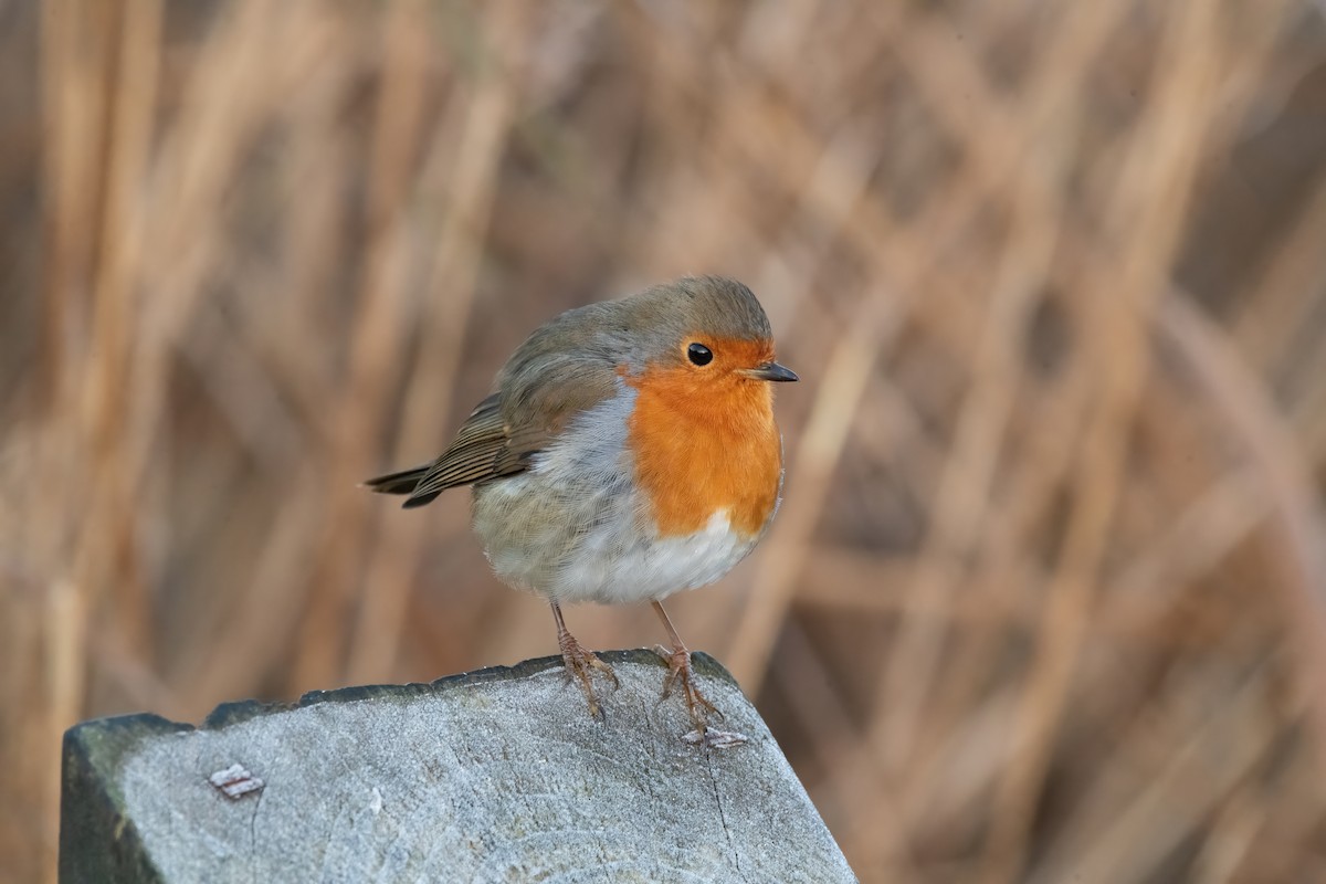 European Robin - ML646189983