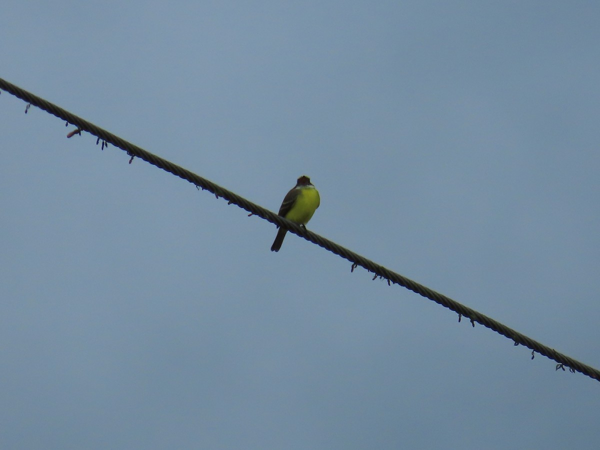 Tyran sociable - ML646189986