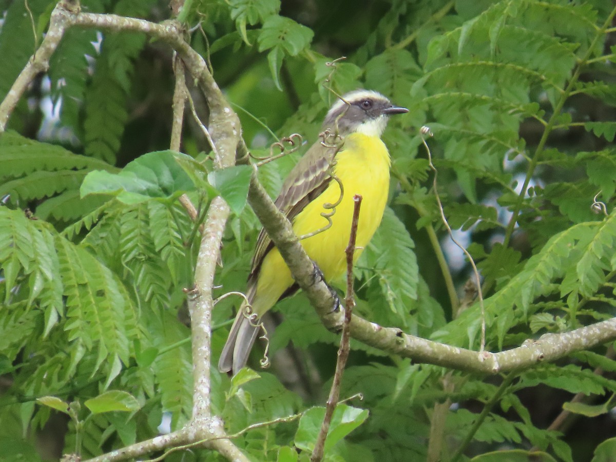 Tyran sociable - ML646189987