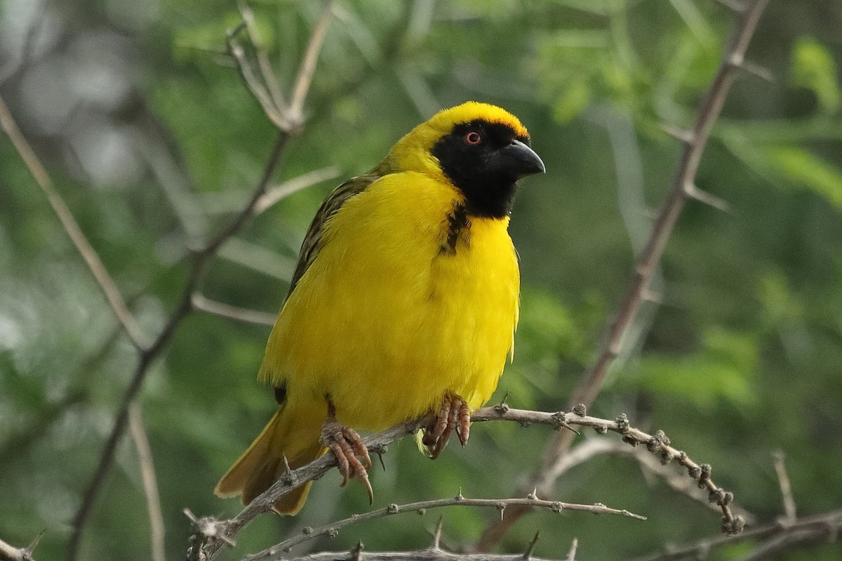 Southern Masked-Weaver - ML646189988