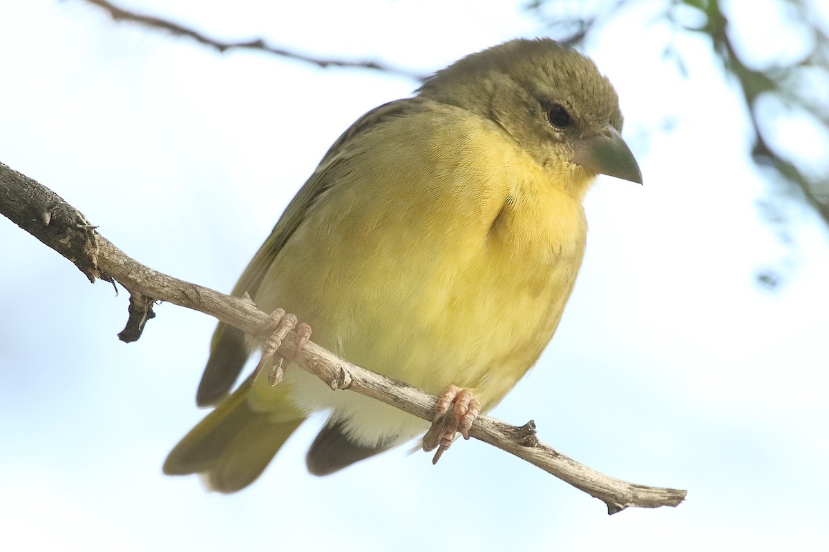 Southern Masked-Weaver - ML646189989