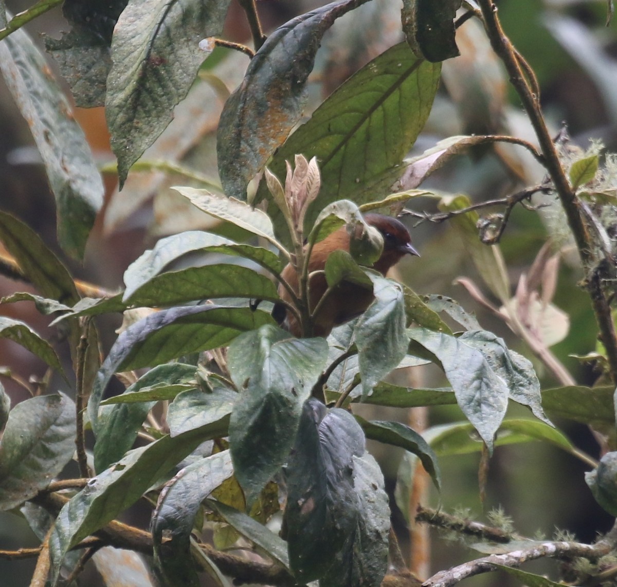 Rufous-browed Conebill - ML646189990