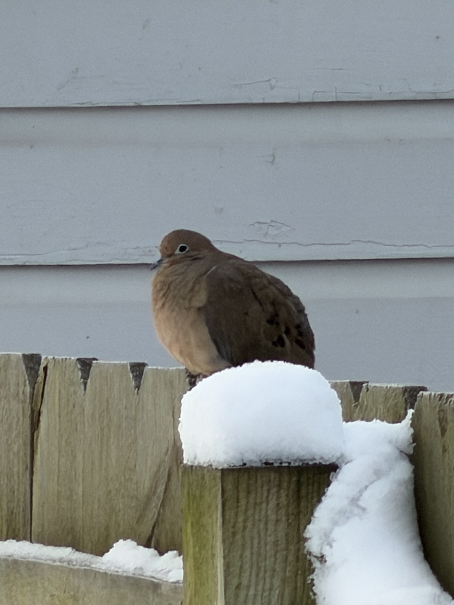 Mourning Dove - ML646189992