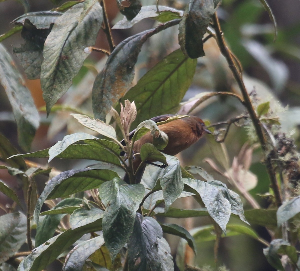 Rufous-browed Conebill - ML646189993