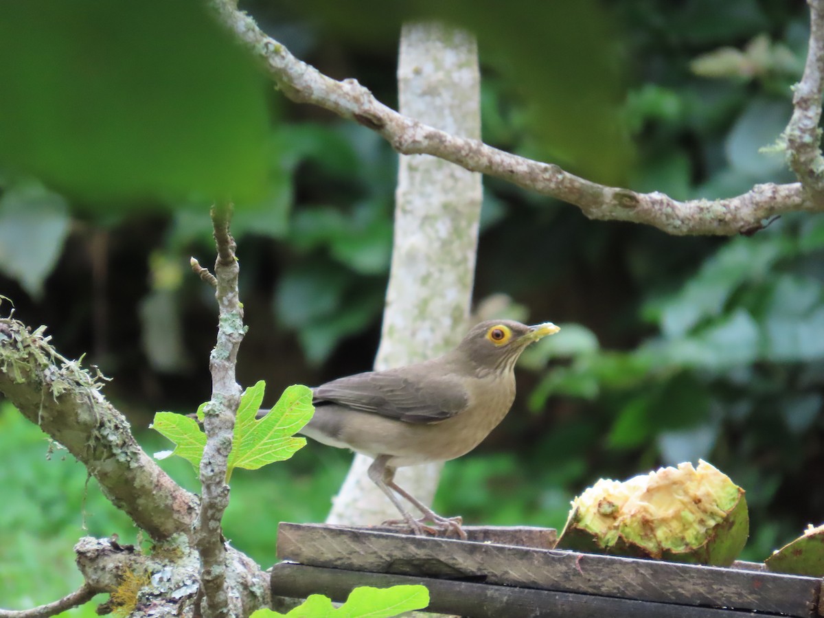 Желтоглазый дрозд - ML646189994