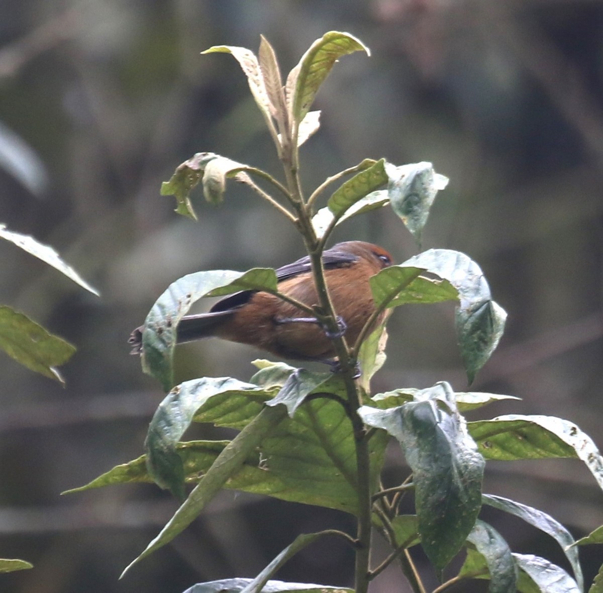 Rufous-browed Conebill - ML646189999