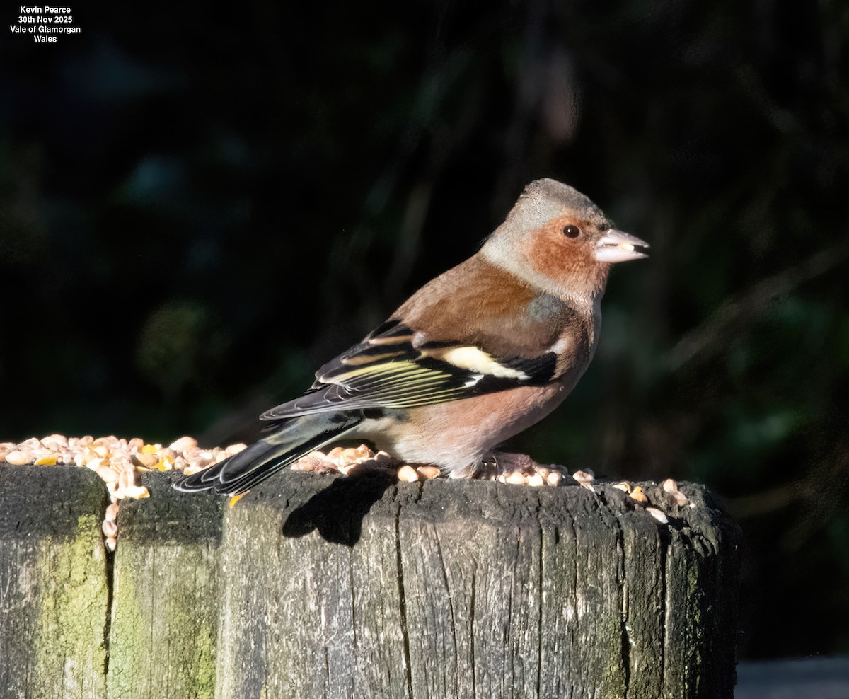 Common Chaffinch - ML646190001